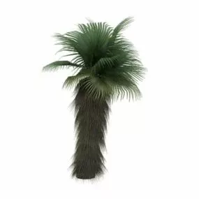 Chinese Fan Palm 3d model