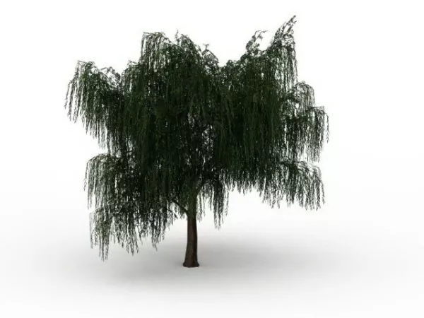 Salix Willow Tree 3d model Salix Willow Tree 3d model