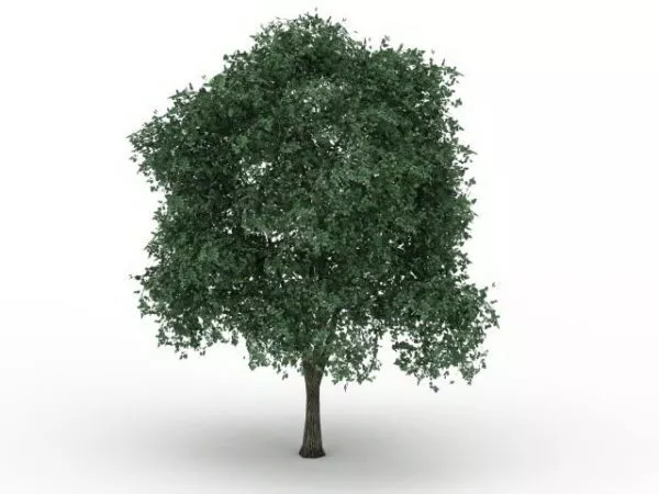 Silver Linden Tree 3d model Silver Linden Tree 3d model