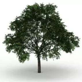 American Buckeye Tree 3d model