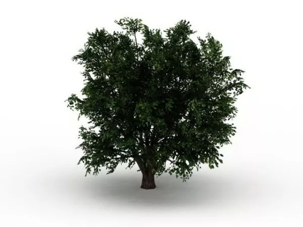 Ulmus Campestris Tree 3d model Ulmus Campestris Tree 3d model