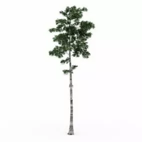 Grey Birch Tree 3d model