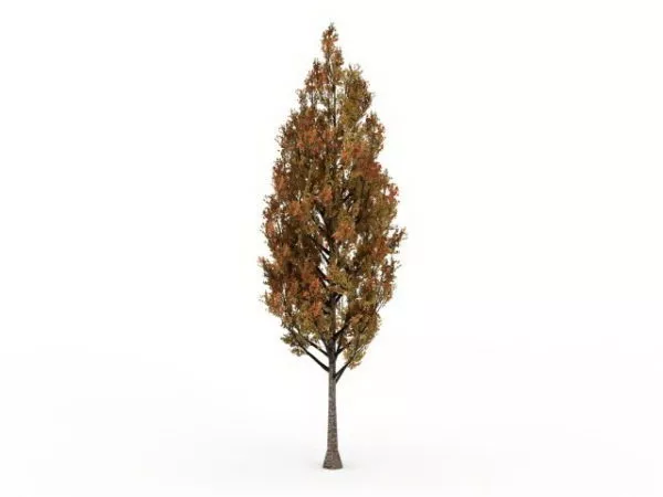 Poplar Tree Is Fall Colors 3d model Poplar Tree Is Fall Colors 3d model