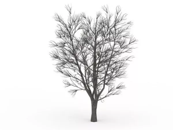 Bare Elm Tree In Winter 3d model Bare Elm Tree In Winter 3d model