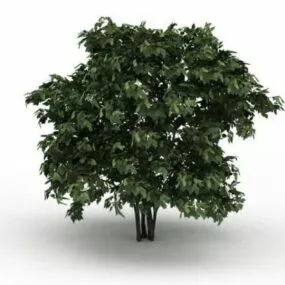 Deciduous Shrub 3d model