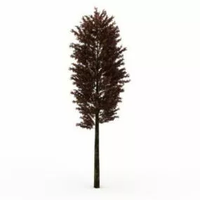 Scots Pine Tree 3d model