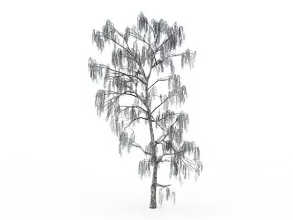Snow Covered Birch Tree 3d model Snow Covered Birch Tree 3d model