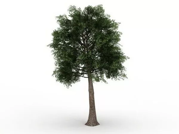 Quercus Suber 3d model Quercus Suber 3d model