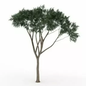 Eucalyptus Tree 3d model