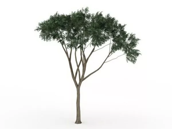 Eucalyptus Tree 3d model Eucalyptus Tree 3d model
