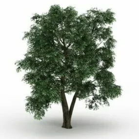 Field Elm Tree 3d model