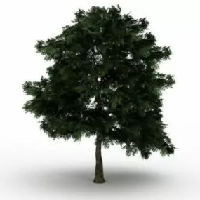 White Oak Tree 3d model