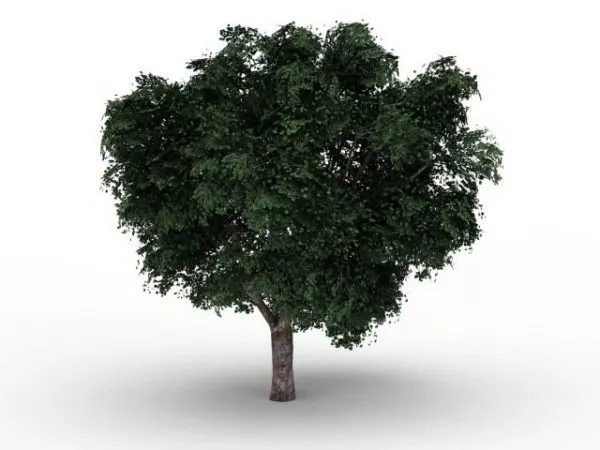 Wych Elm Tree 3d model Wych Elm Tree 3d model