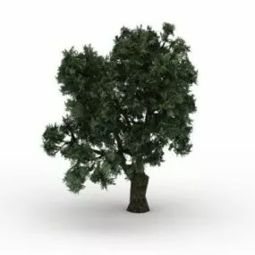 Brittle Willow Tree 3d model