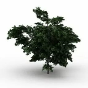 Platanus Tree 3d model
