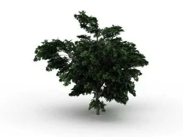 Platanus Tree 3d model Platanus Tree 3d model