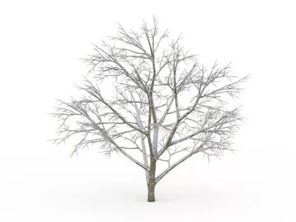 Winter Tree 3d model Winter Tree 3d model