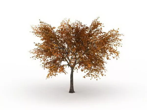 Autumn Linden Tree 3d model Autumn Linden Tree 3d model