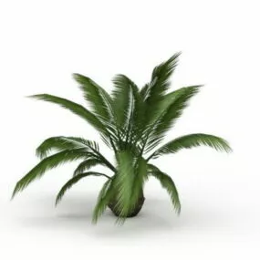 Phoenix Canariensis 3d model