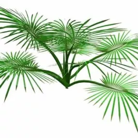 Palm Plant 3d model