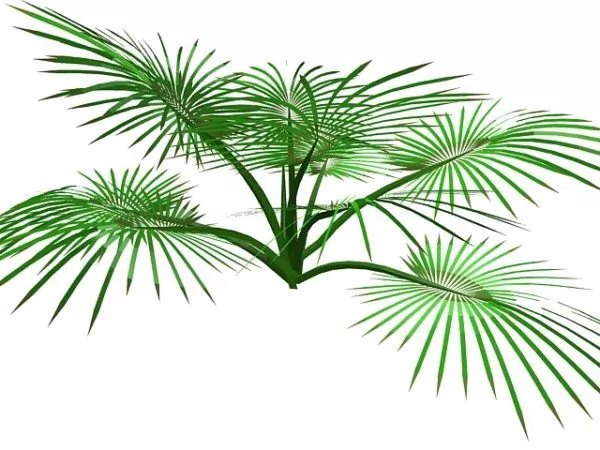 Desert Palm 3d model