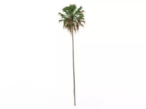 Realistic Coconut Palm Tree 3d model