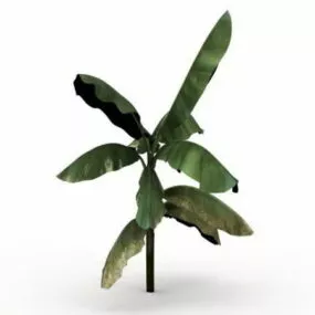 Wild Banana Tree 3d model