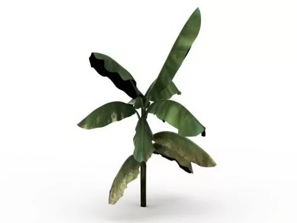 Cavendish Banana 3d model