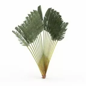 Banana-like Palm 3d model