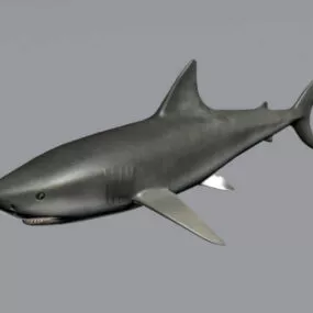 Bull Shark 3d model