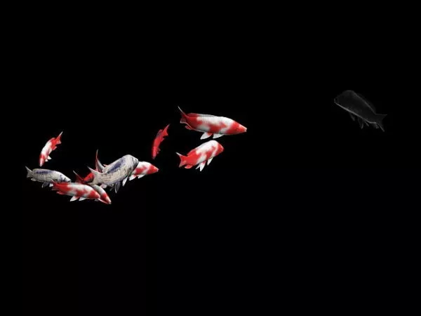 School Of Fish Animation 3d model School Of Fish Animation 3d model
