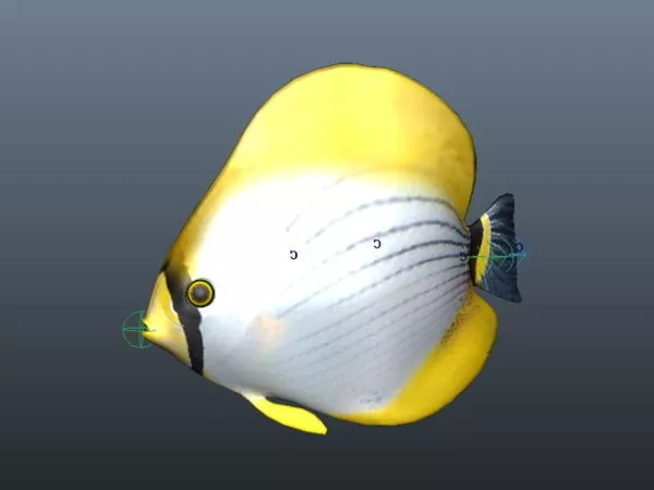 Marine Fish Animation 3d model Marine Fish Animation 3d model