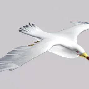 Ring-billed Gull 3d model