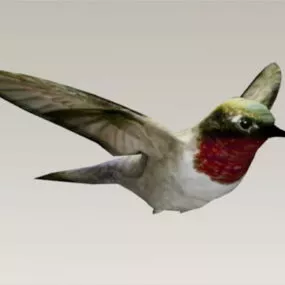 Hummingbird 3d model