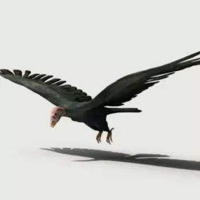 Condor Bird 3d model