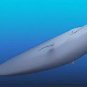 Blue Whale 3d model