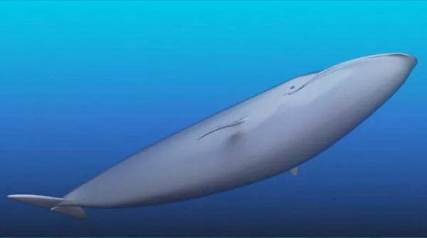 Low Poly White Whale 3d model
