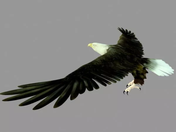 Bald Eagle Animated Rigged 3d model