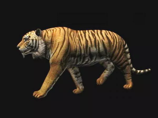Bengal Tiger Animation 3d model Bengal Tiger Animation 3d model