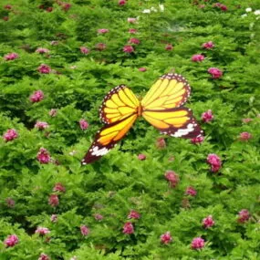 Animated Butterfly 3d model
