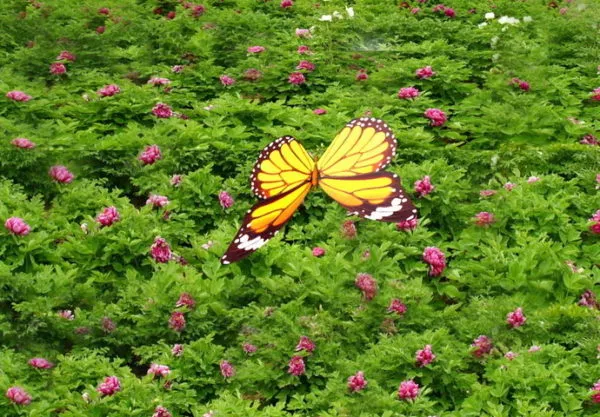 Animated Butterfly 3d model Animated Butterfly 3d model