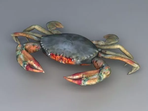 Green Crab 3d model Green Crab 3d model