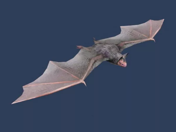 Vesper Bat 3d model Vesper Bat 3d model