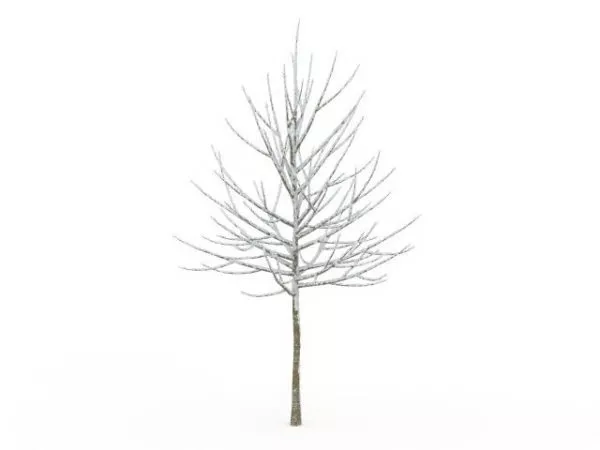 Snow Covered Tree 3d model Snow Covered Tree 3d model