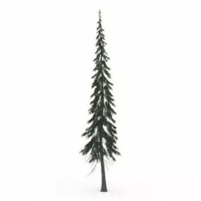 Subalpine Fir Tree 3d model