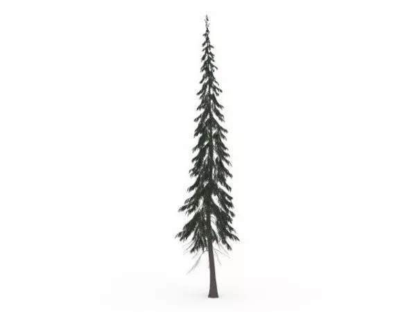 Subalpine Fir Tree 3d model Subalpine Fir Tree 3d model