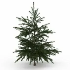 European Larch Tree 3d model