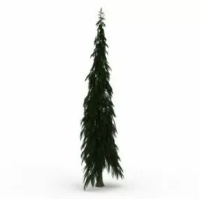 European Silver Fir Tree 3d model
