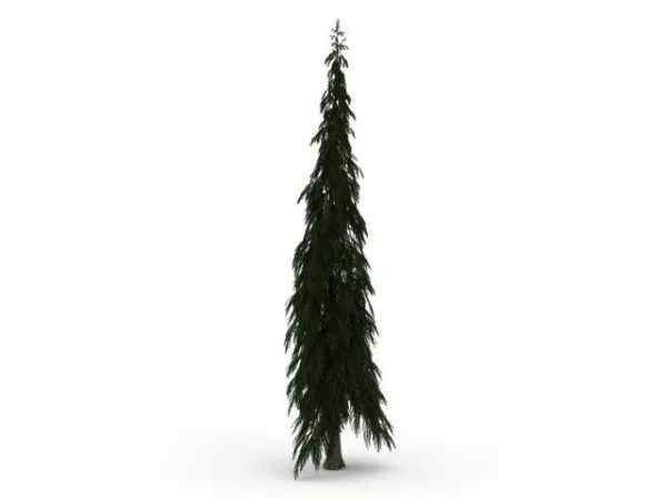 European Silver Fir Tree 3d model European Silver Fir Tree 3d model