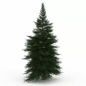 Deodar Cedar Tree For Landscaping 3d model